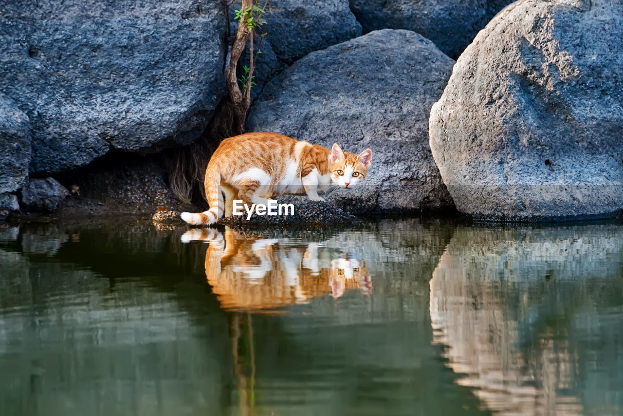 Portrait of cat with reflection in lake