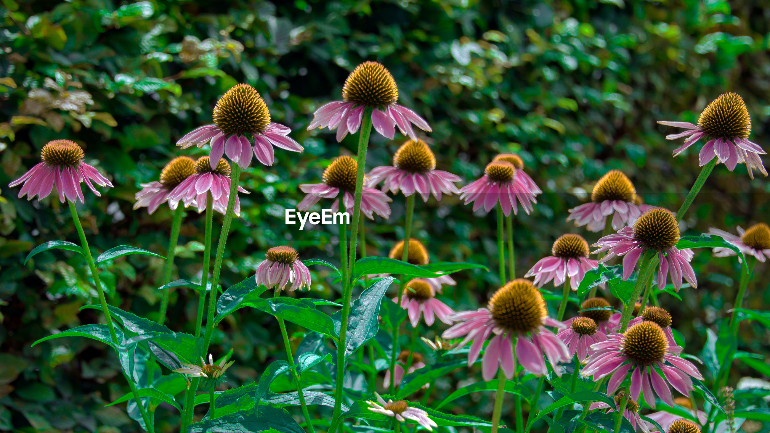 Closeup of fresh purple coneflowers ID 112339108
