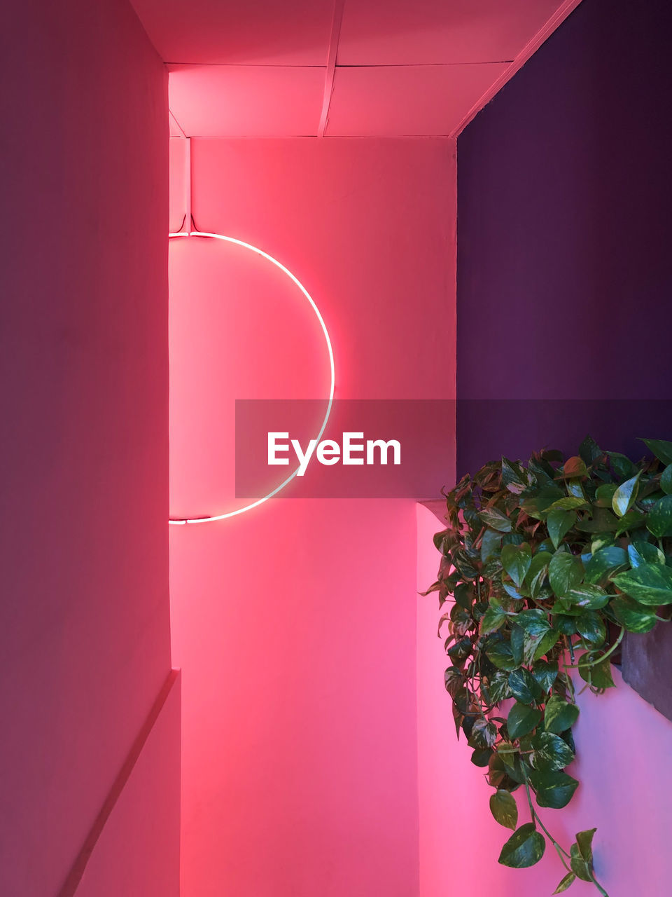 Pink neon sign  interior design photography