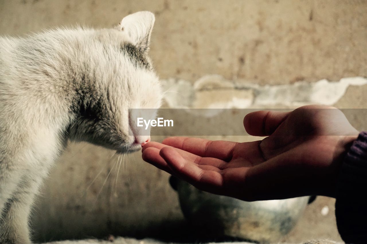 Close-up side view of hand touching cat