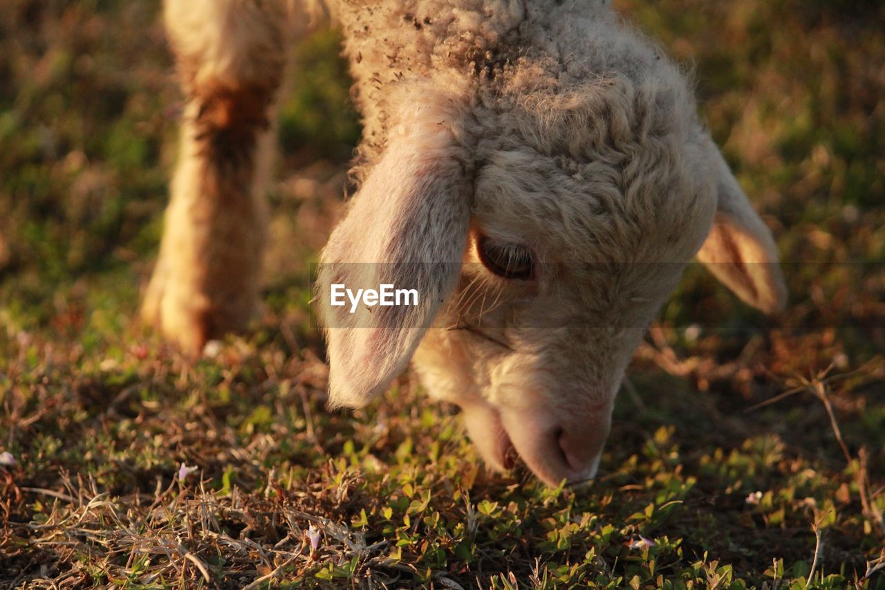 Close-up of a goat grazing in field
