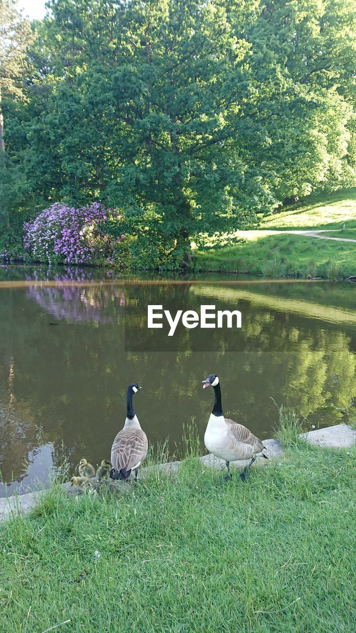 Ducklings Bird Swan Peacock Water Flower Lake Tree On Eyeem