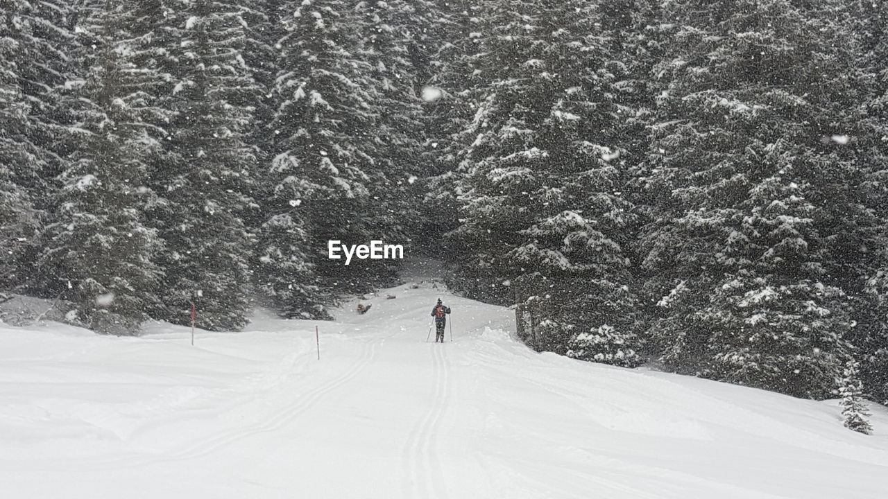 Person skiing amidst trees on snow covered field