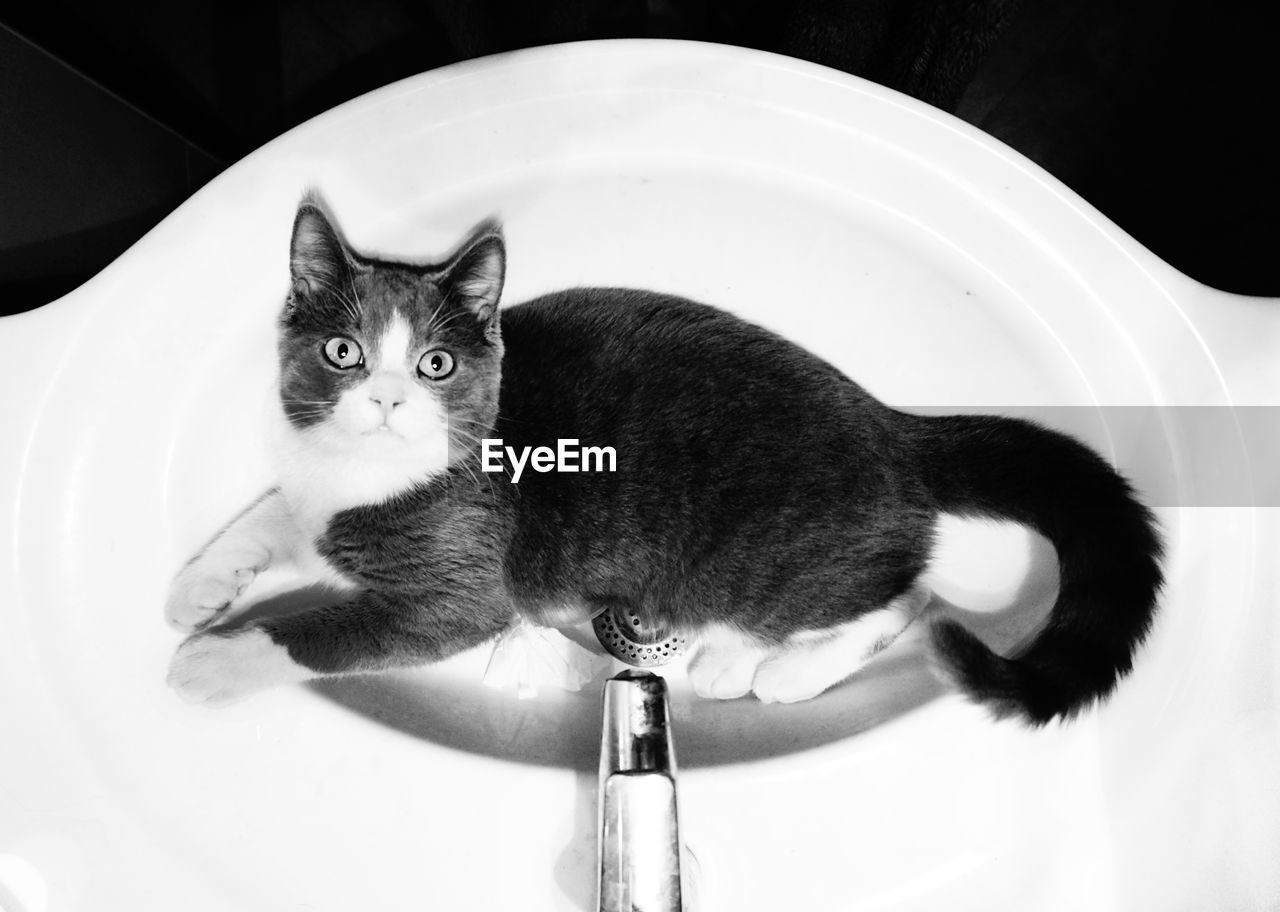 Close-up portrait of cat on bathroom sink