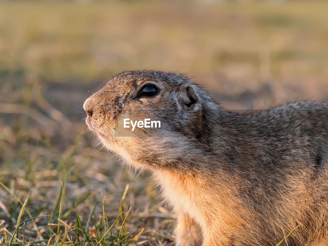 animal, animal themes, animal wildlife, one animal, wildlife, mammal, squirrel, whiskers, prairie dog, rodent, no people, nature, side view, close-up, grass, outdoors, focus on foreground, profile view, day, portrait