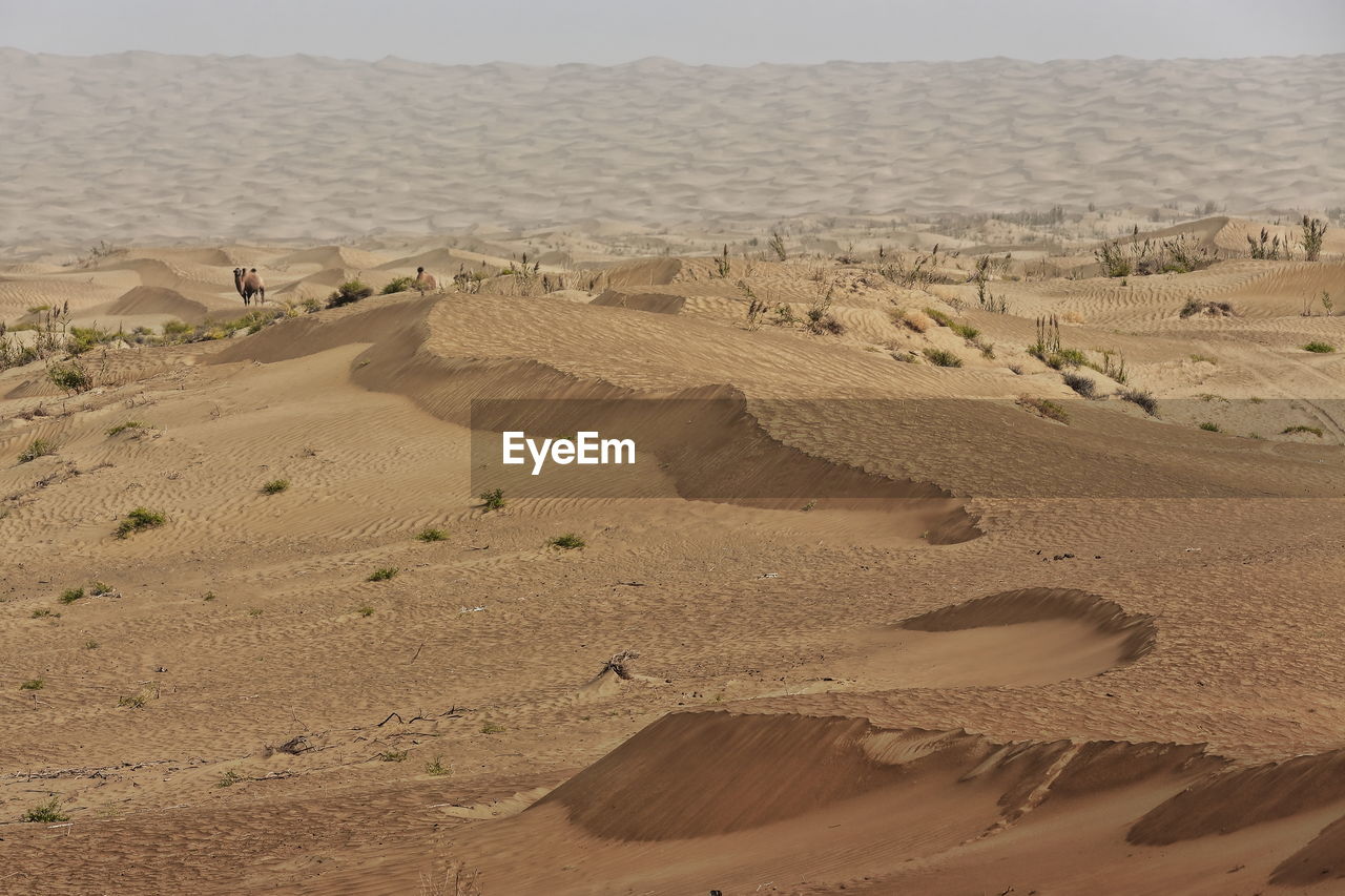 0222 moving sand dunes cover the surface of the taklamakan desert. yutian keriya cty.-xinjiang-china