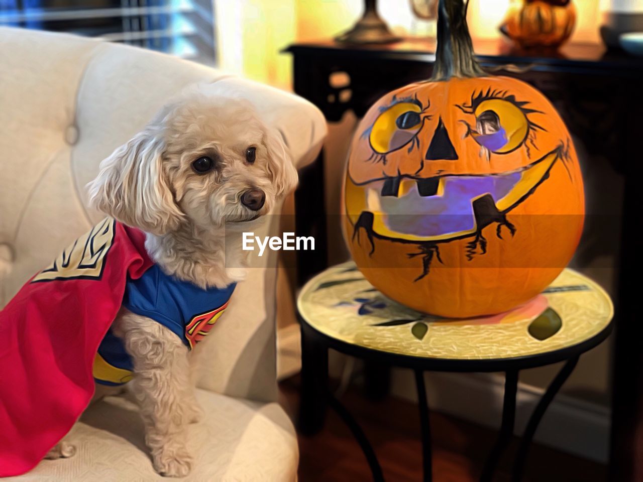 VIEW OF A DOG ON TABLE AT HOME
