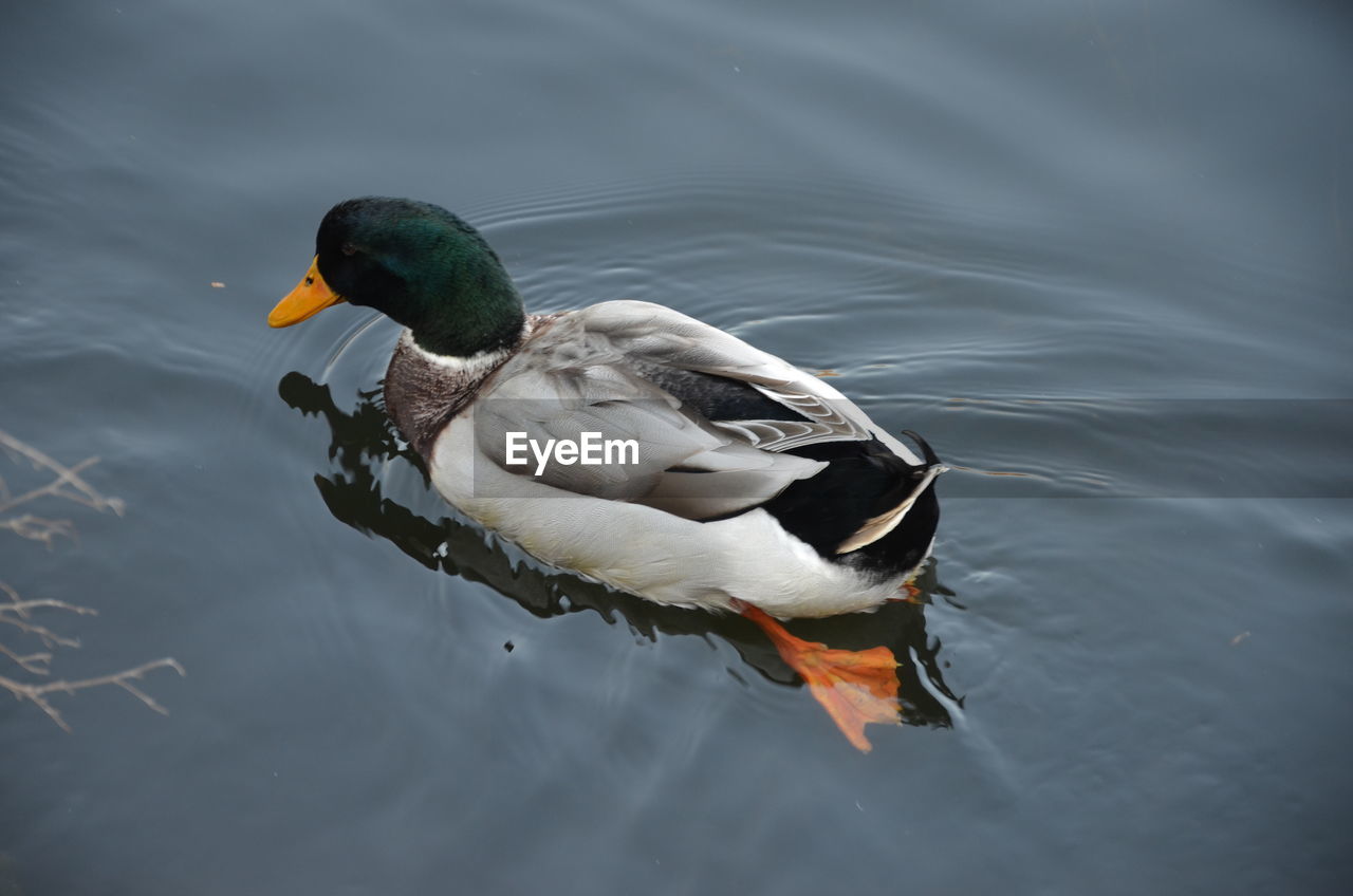 HIGH ANGLE VIEW OF DUCK SWIMMING IN LAKE