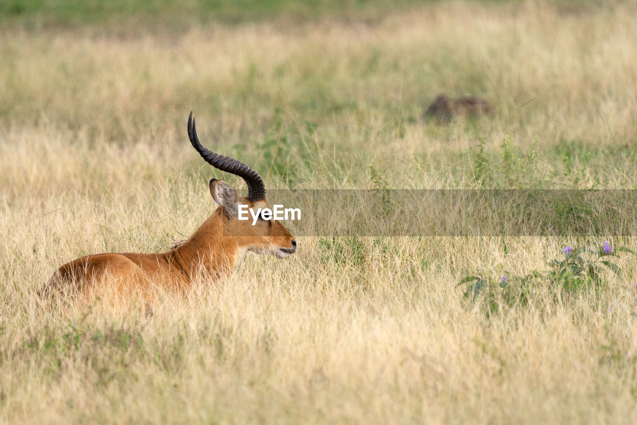 Uganda kob, kobus thomasi,  queen elizabeth national park, uganda