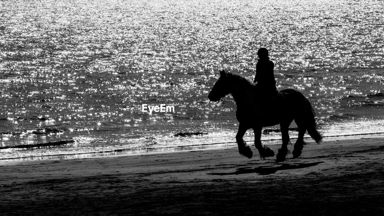 Silhouette person horseback riding at beach