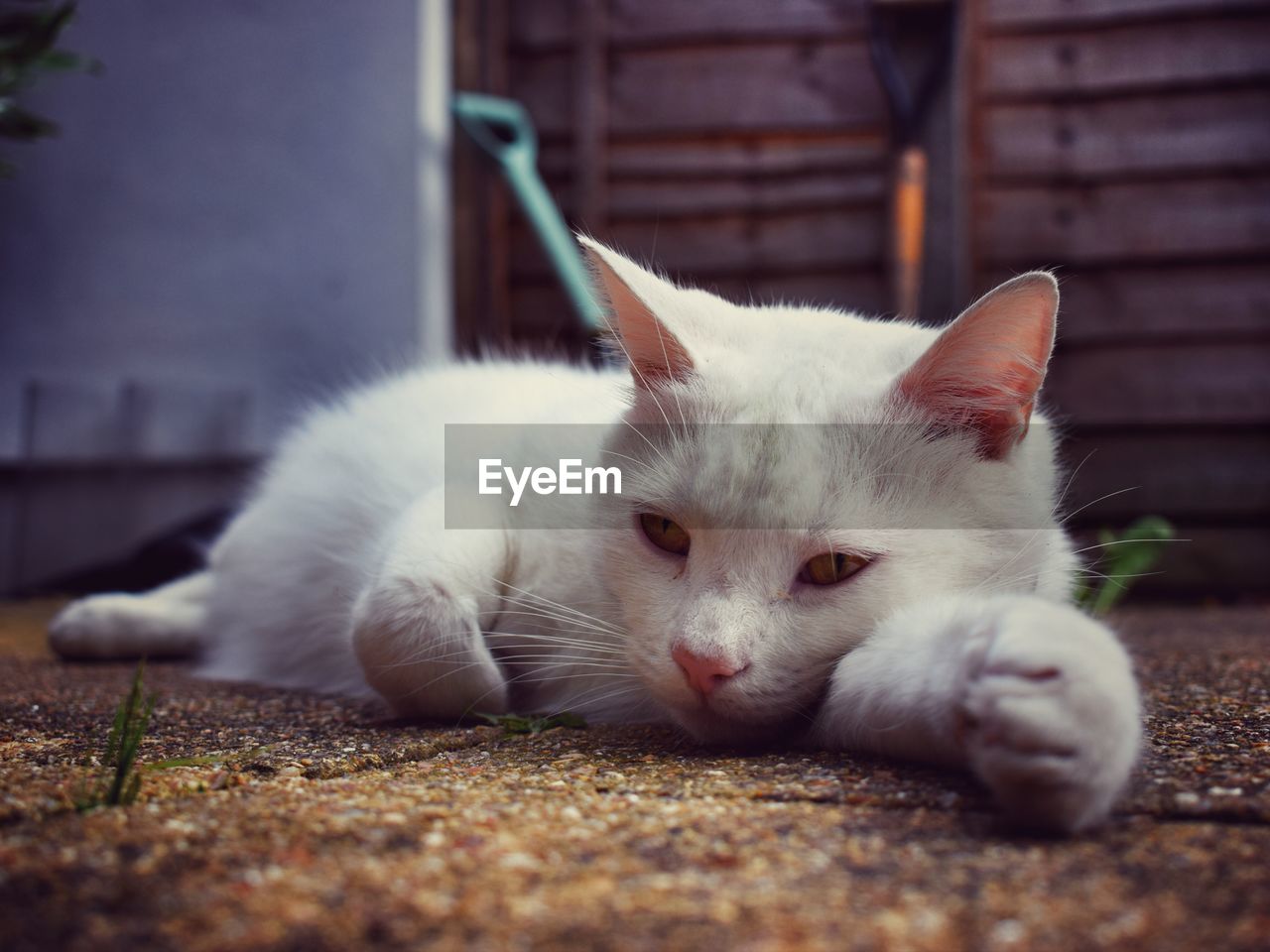 Close-up of cat resting on footpath