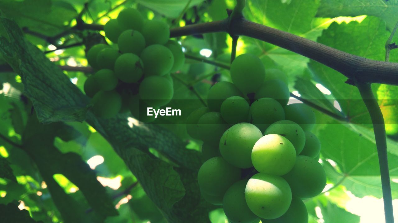 LOW ANGLE VIEW OF GRAPES