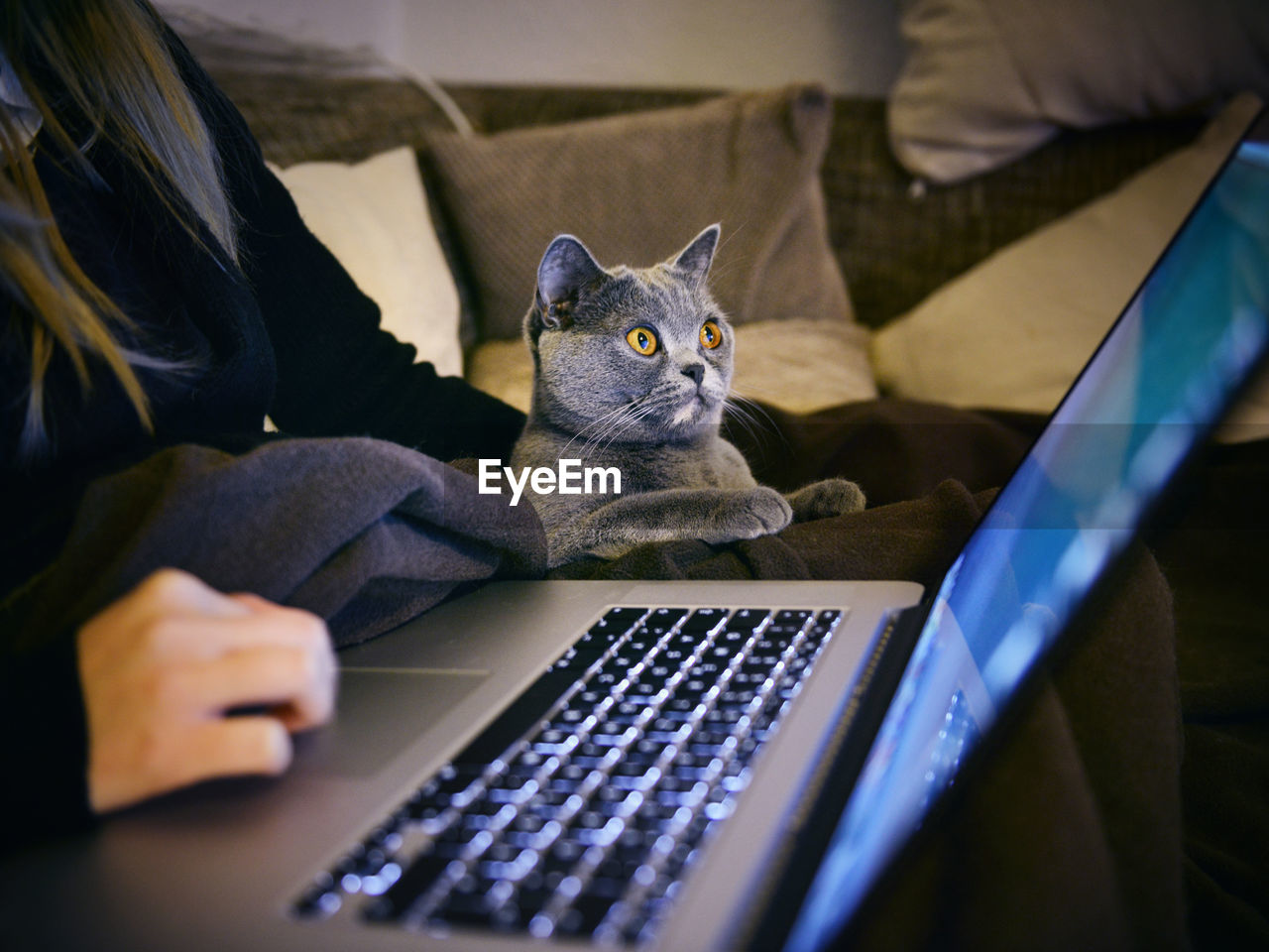 Close-up of surprised cat looking at laptop screen