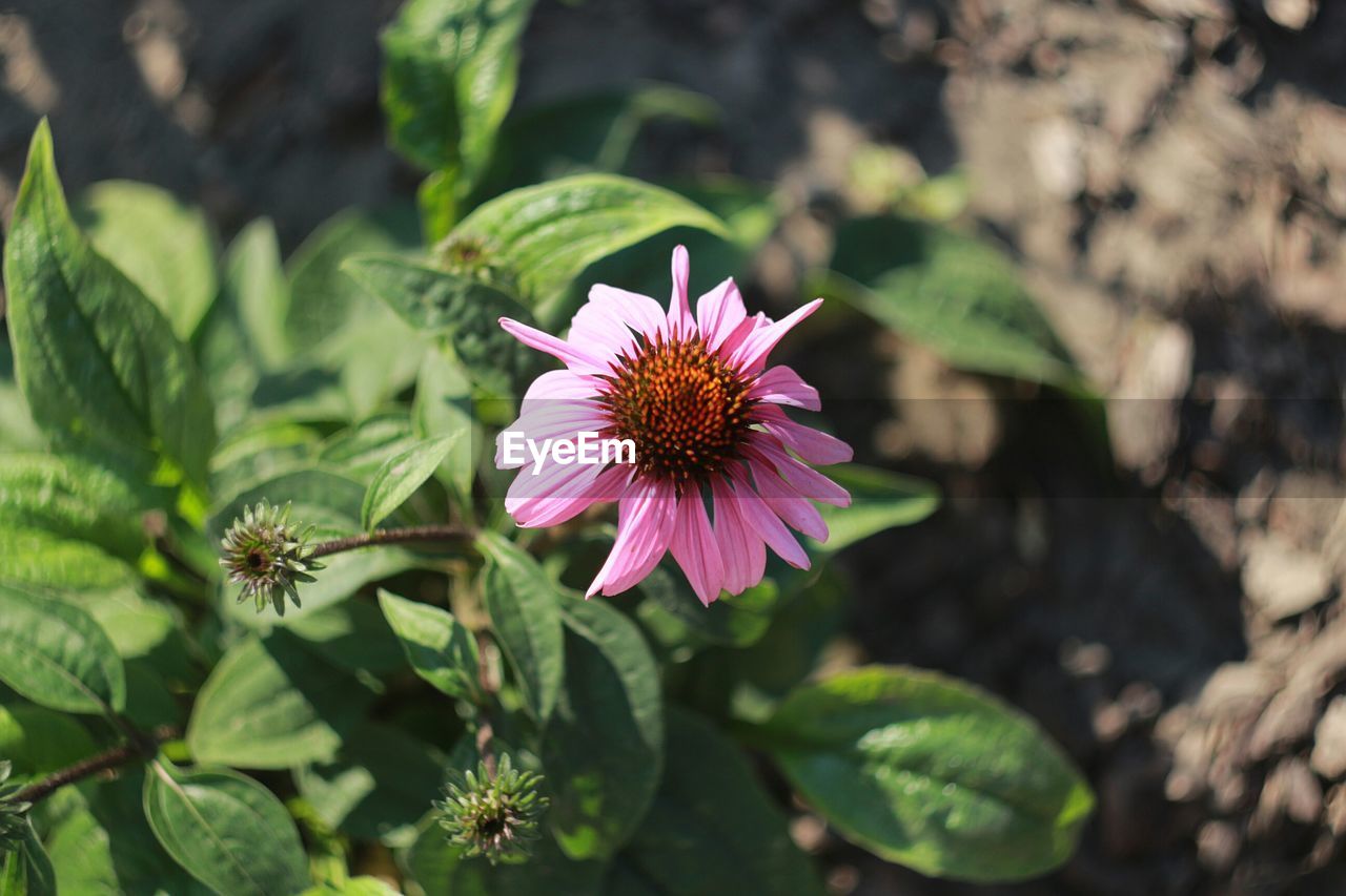 HIGH ANGLE VIEW OF PINK CONEFLOWERS BLOOMING OUTDOORS