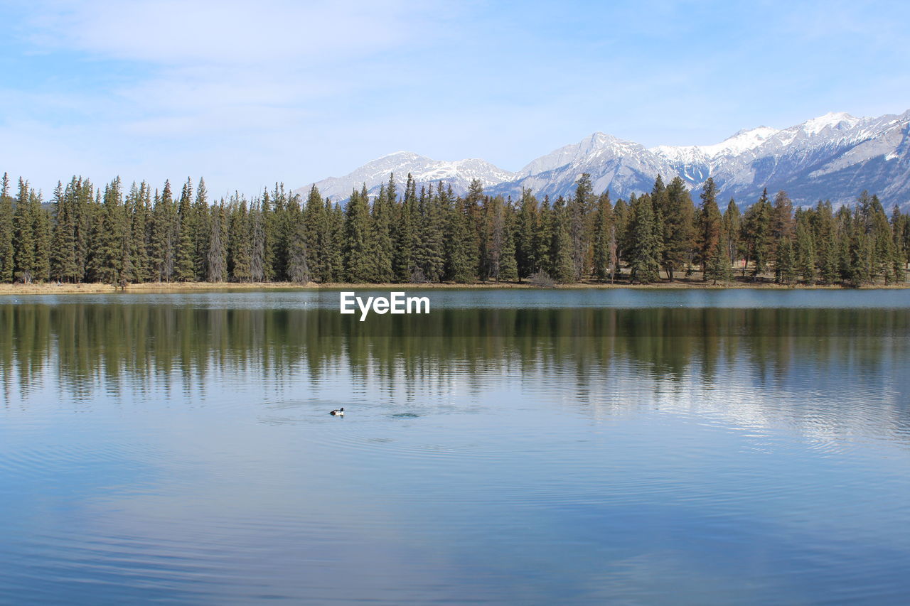 Lake Jasper National Park Animal Canada Tree Water On Eyeem