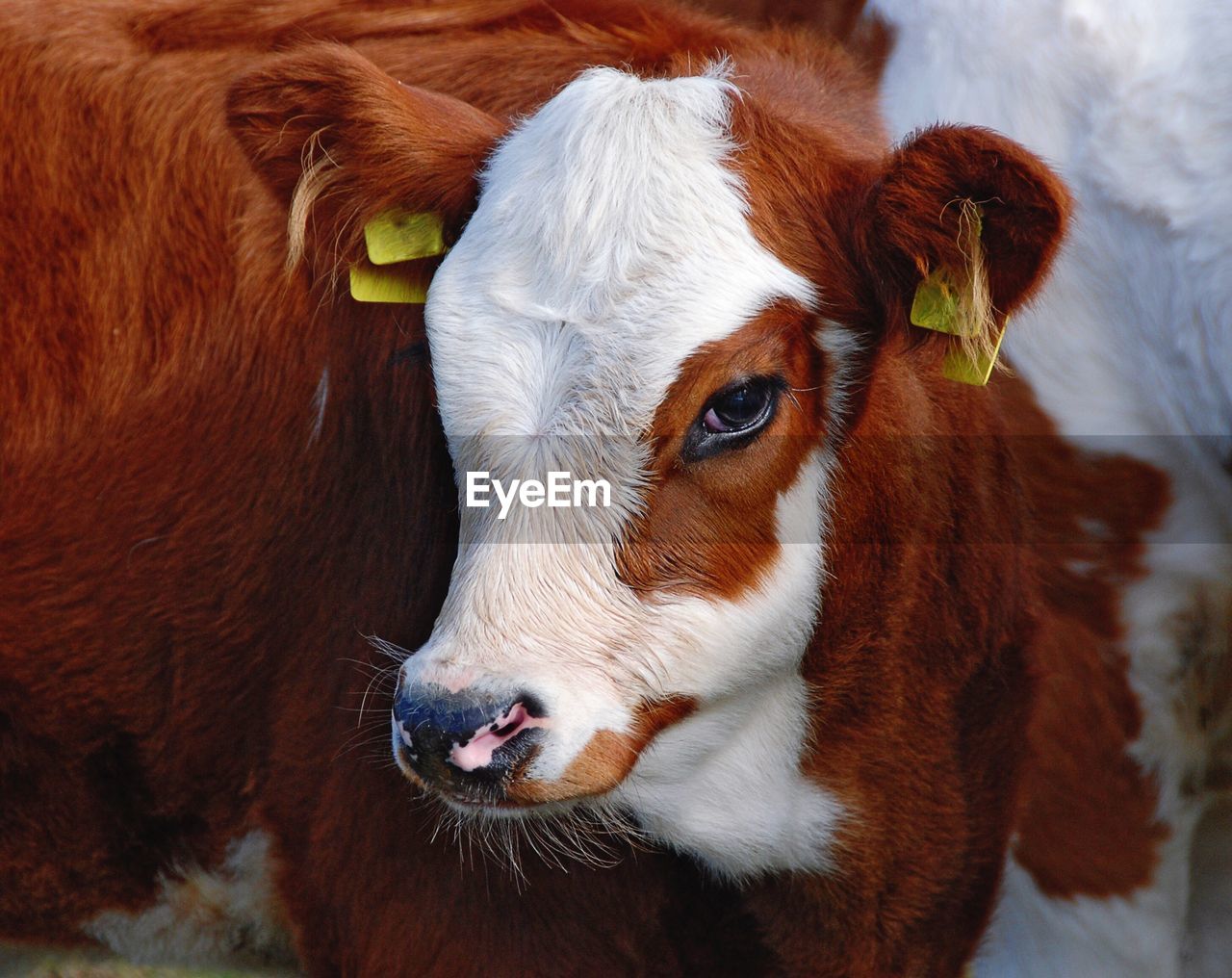 Head of young white and brown calf looking into the camera