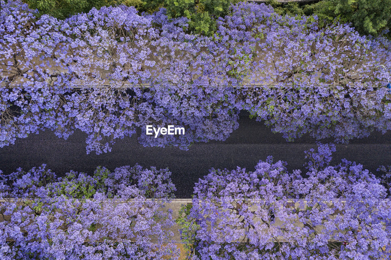 Aerial view of jacaranda trees in bloom in kunming, yunnan capital in china