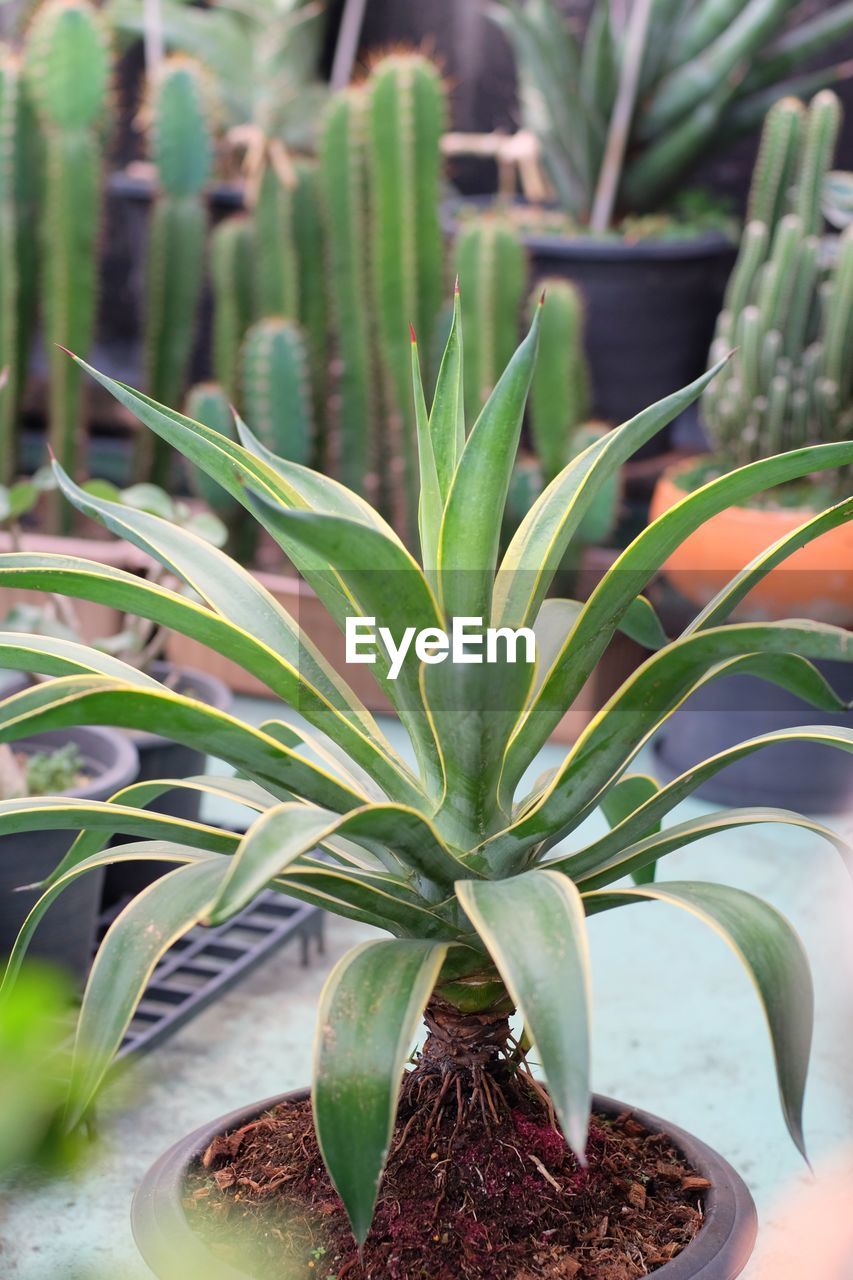 Agave Potatorum Snowfall Japan Agave Potatorum On Eyeem