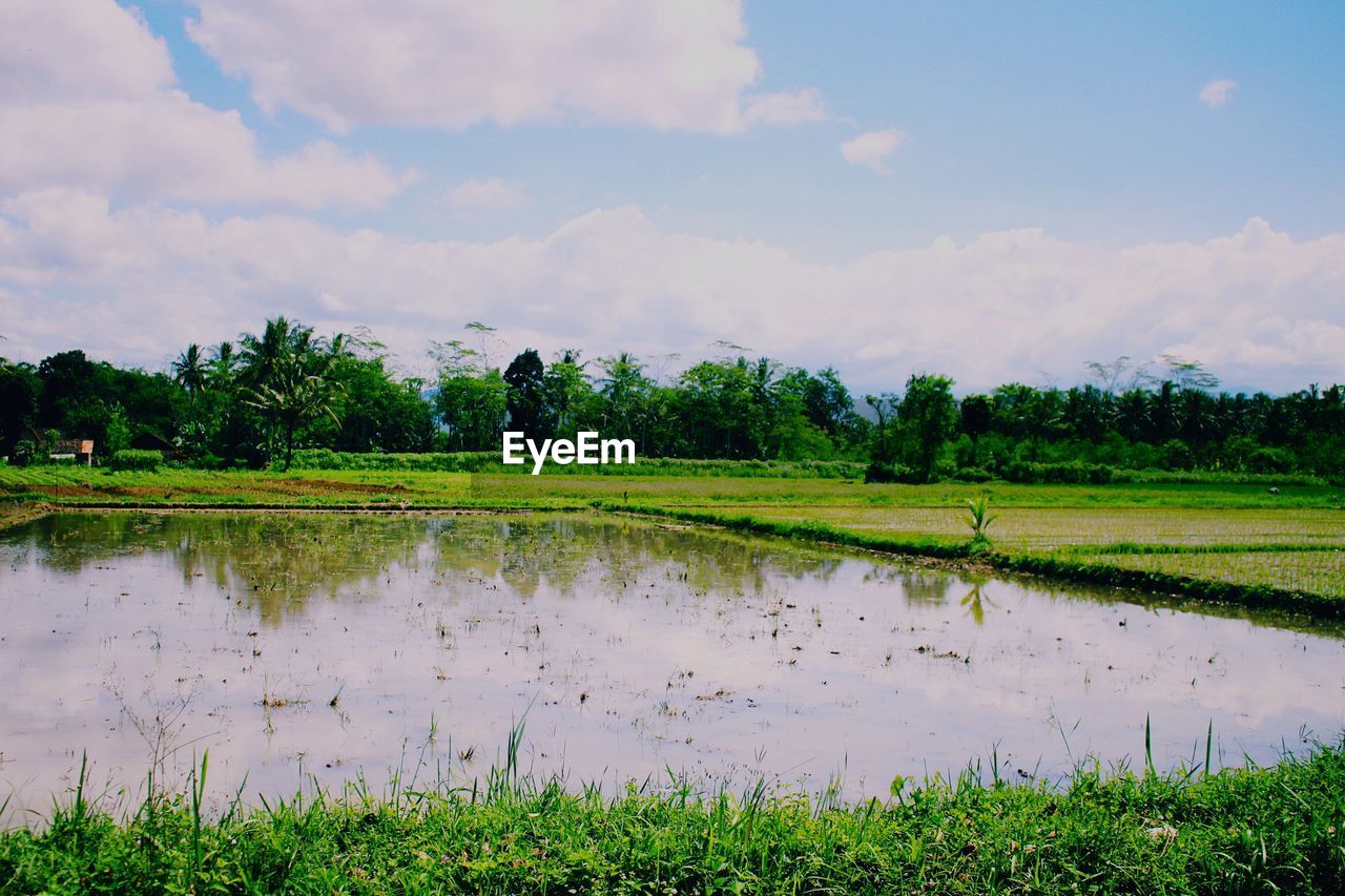 SCENIC VIEW OF POND IN FIELD AGAINST SKY