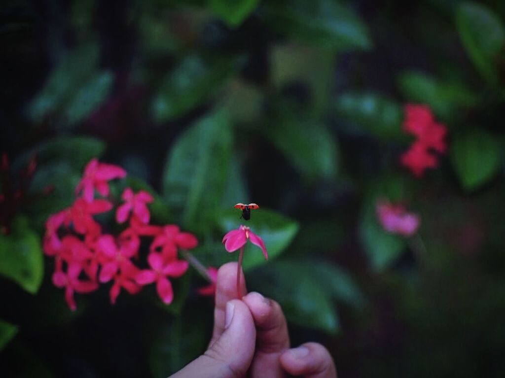 CROPPED IMAGE OF PERSON HOLDING FLOWER