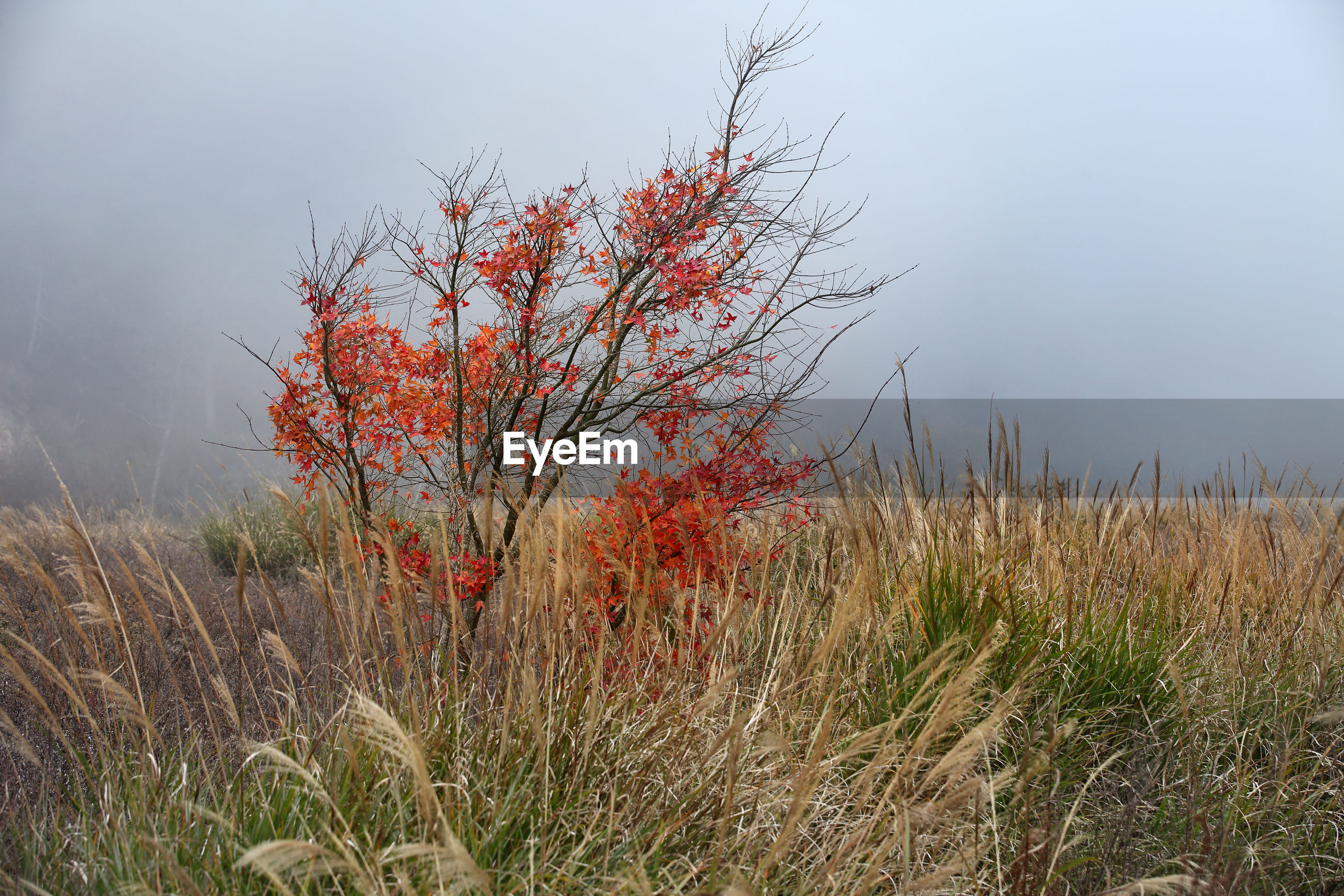 plants-growing-on-land-id-137220860