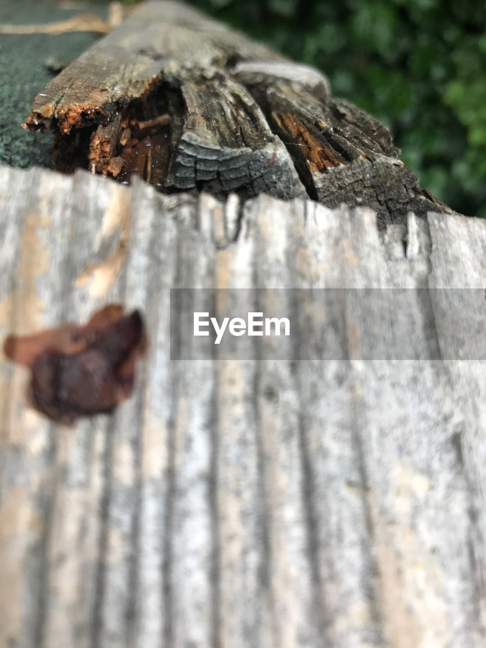 CLOSE-UP OF SNAKE ON WOOD