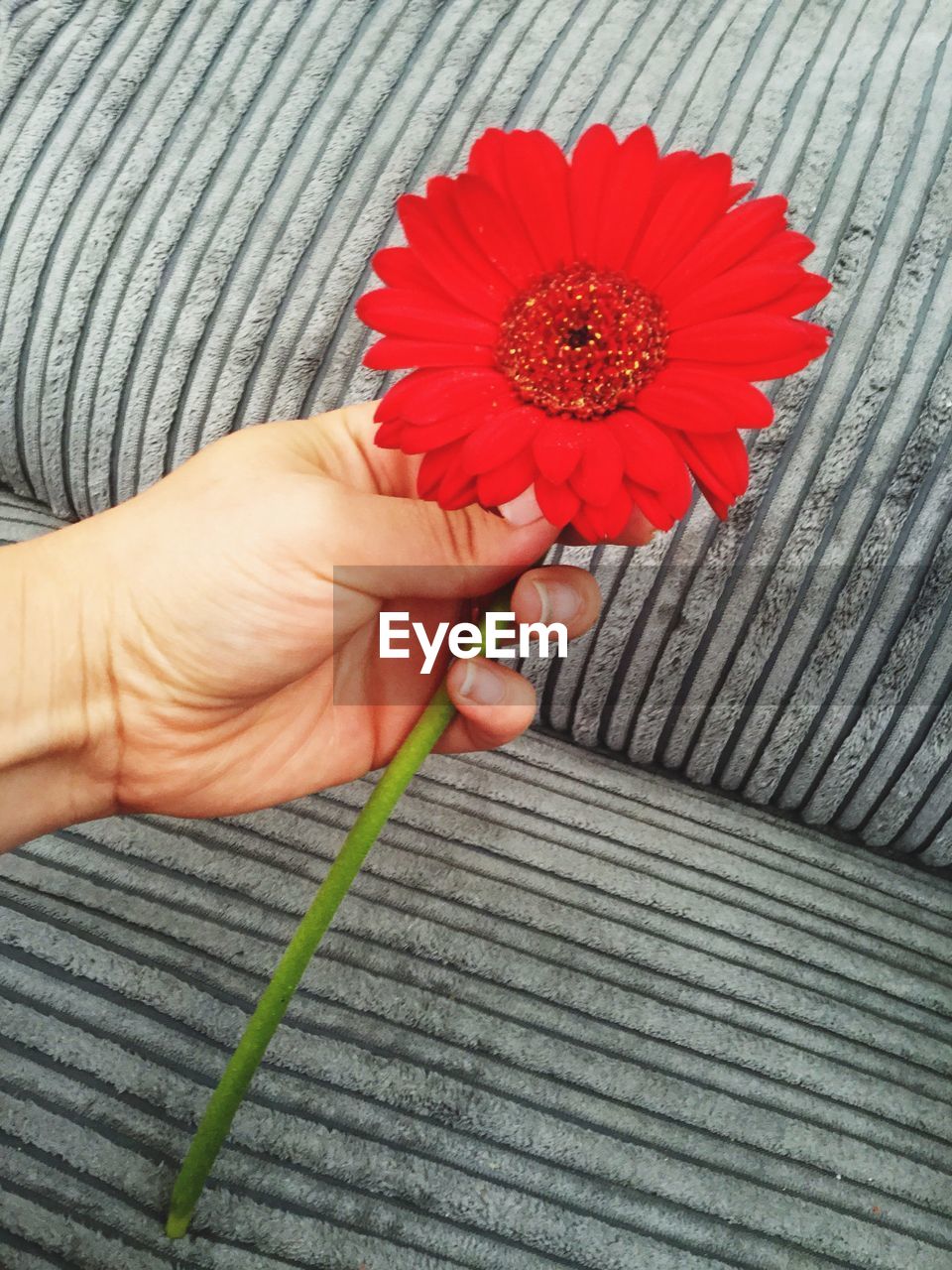 Cropped image of hand holding red gerbera