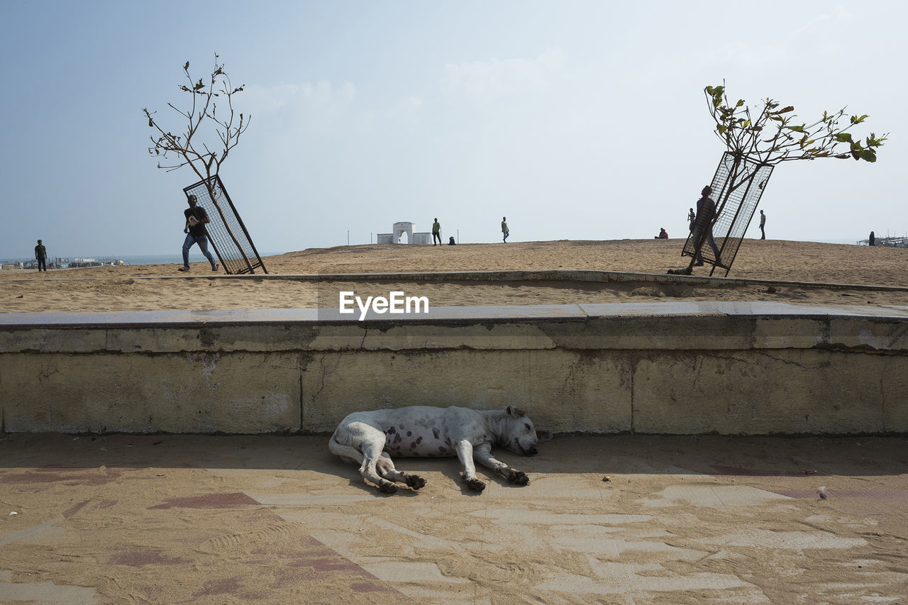 DOG ON GROUND