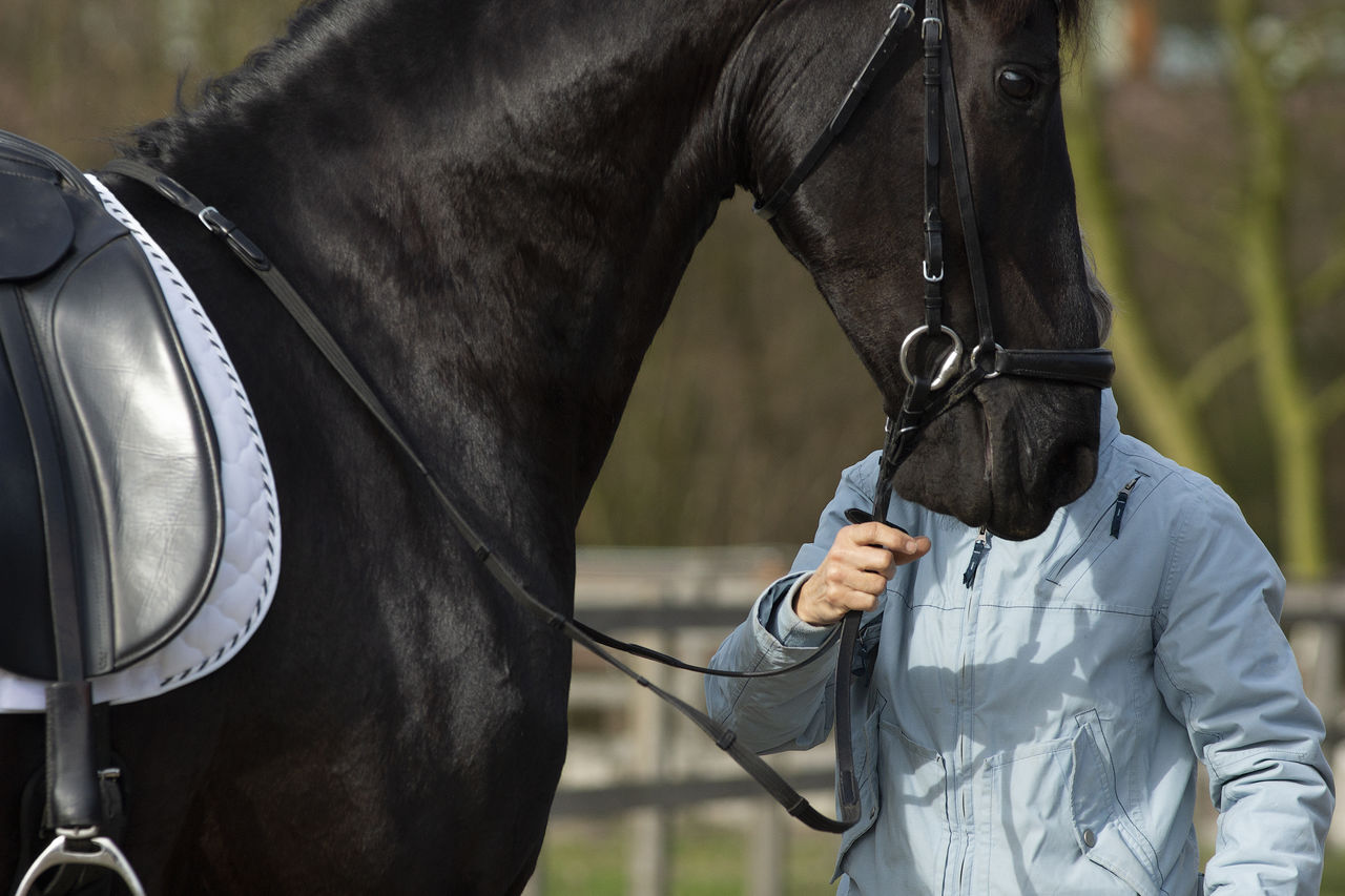 Detail of the special dressage breed friesian horse in black shiny fur held by unrecognizable person