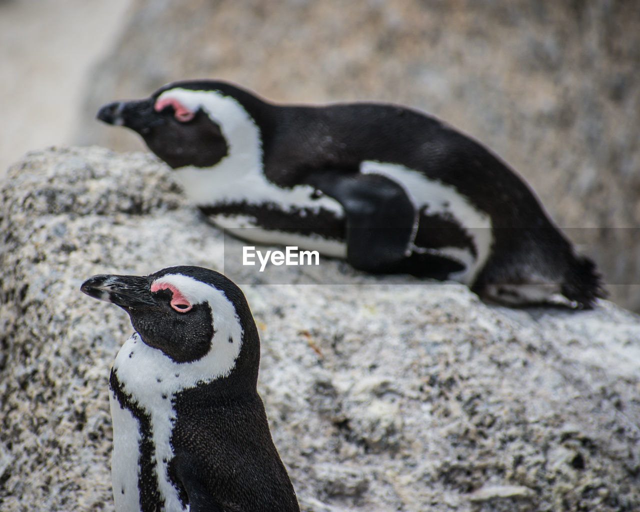 CLOSE-UP OF PENGUIN AGAINST BLACK