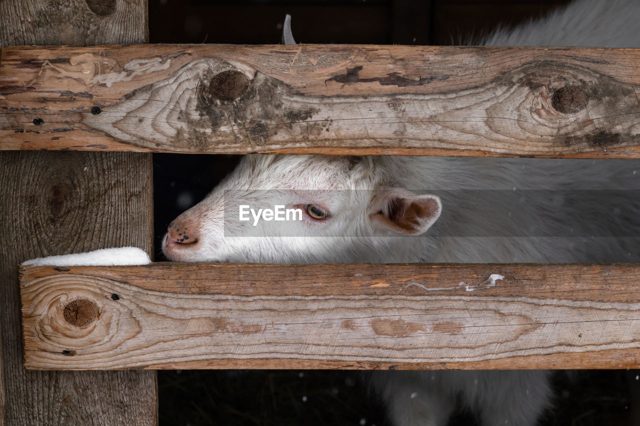 A white goat of the zaanen breed looks out through the fence .