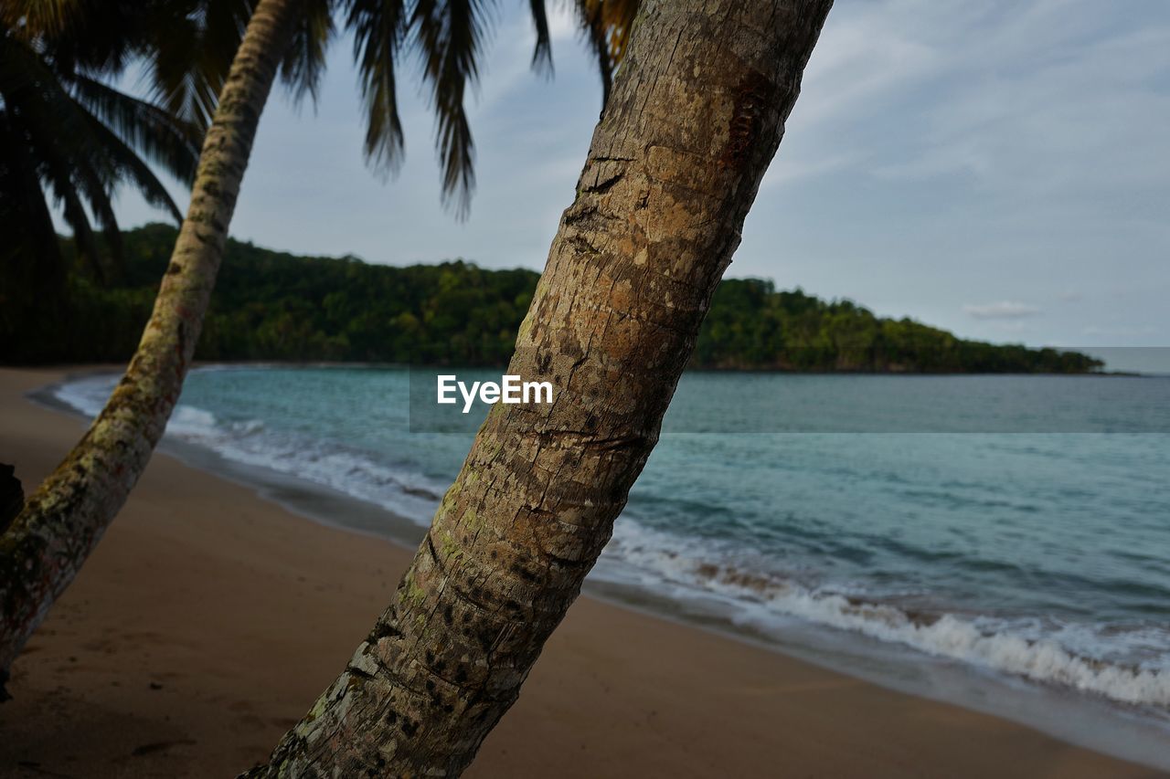 Close-up of palm trees at beach