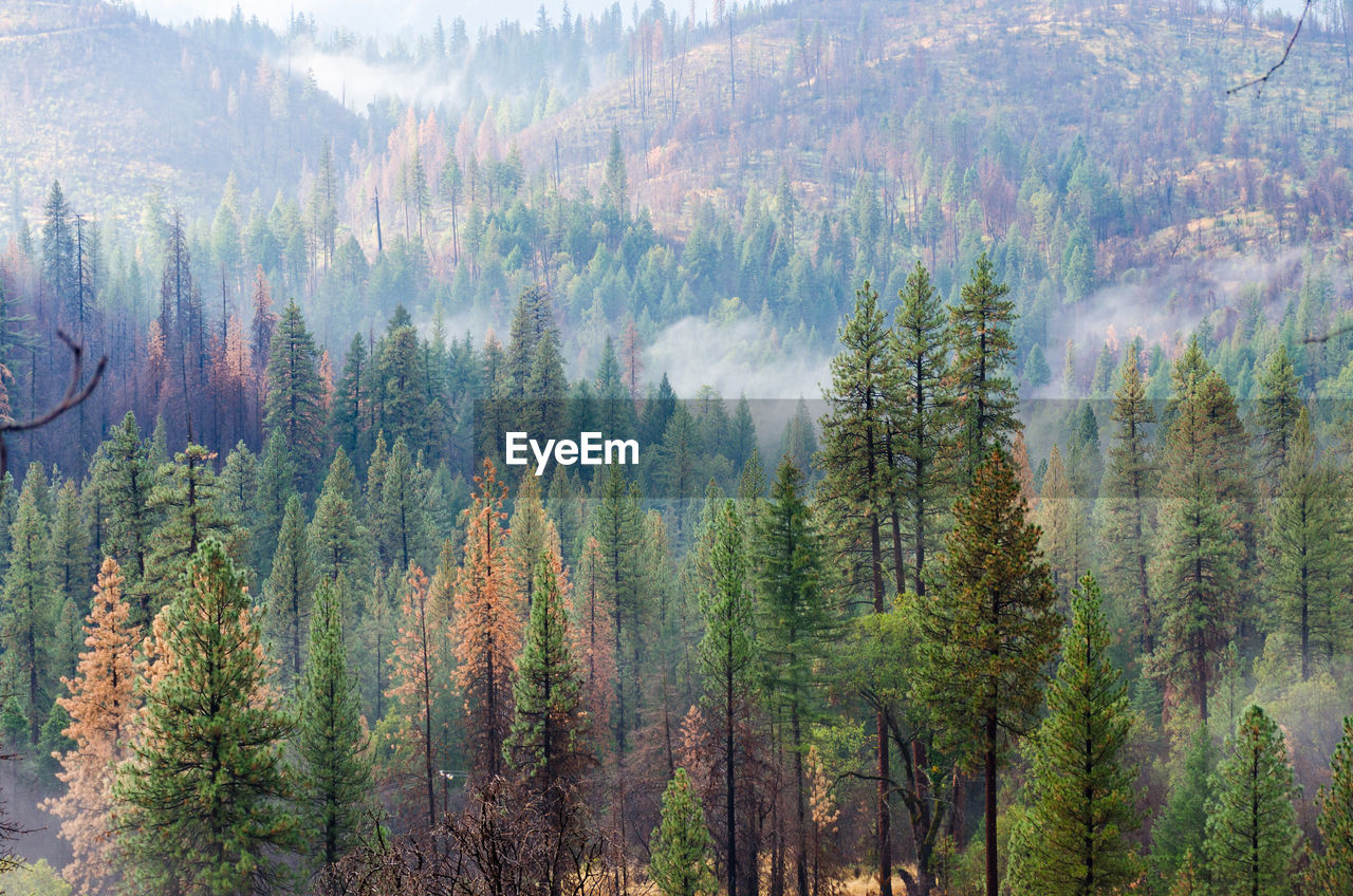 Pine trees in forest | ID: 109832339