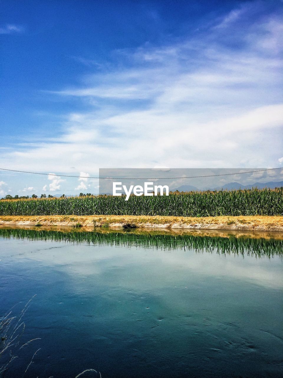 River by plants against sky