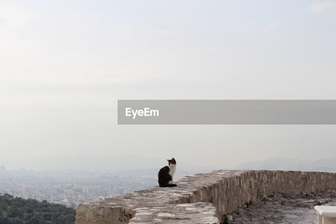 View of cat against sky