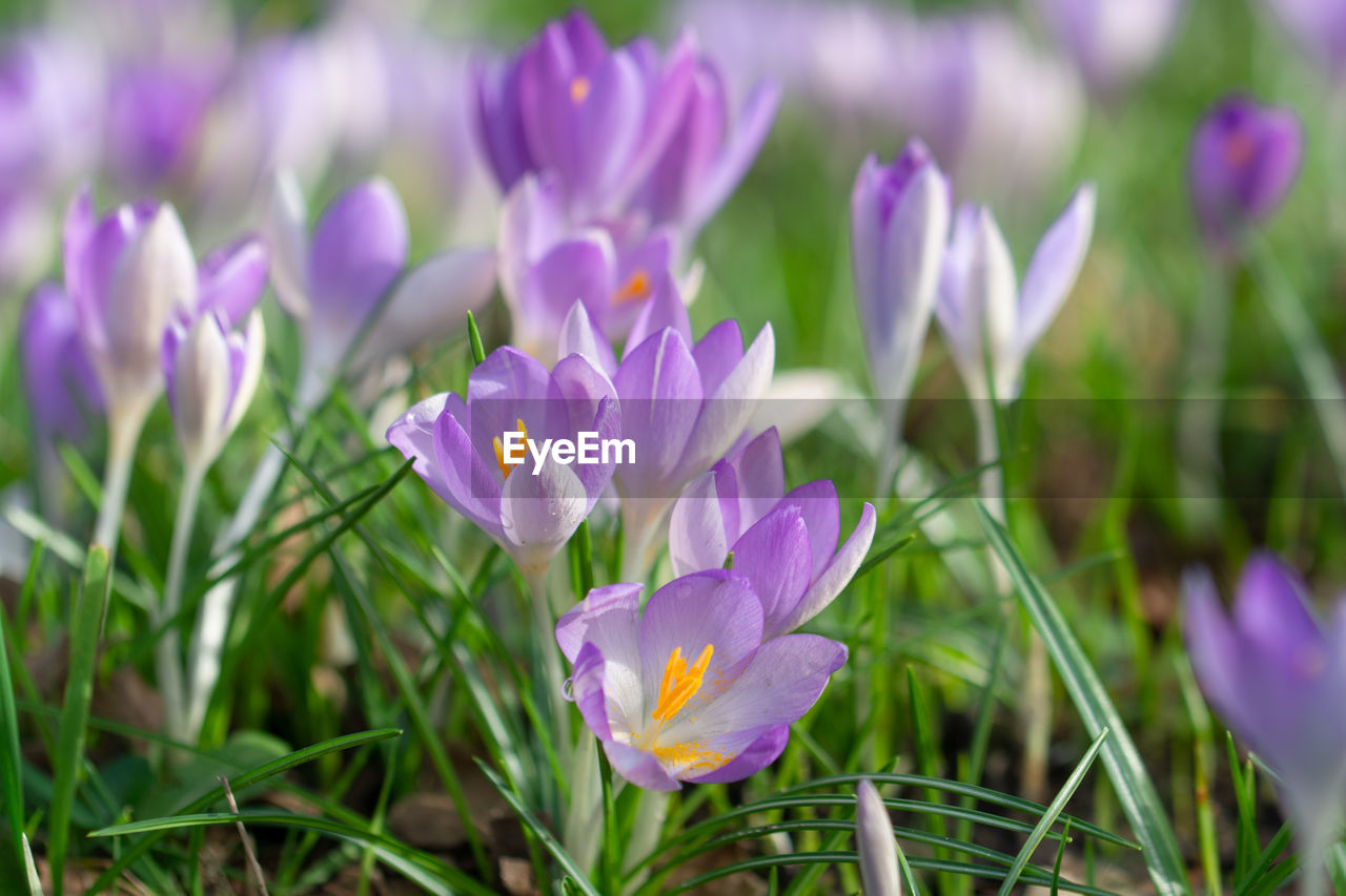 flower, plant, flowering plant, crocus, beauty in nature, freshness, purple, nature, close-up, growth, iris, petal, fragility, springtime, flower head, no people, inflorescence, blossom, land, field, grass, outdoors, environment, green, selective focus, flowerbed, focus on foreground, botany, plant part, leaf, landscape, macro photography, social issues, meadow, day