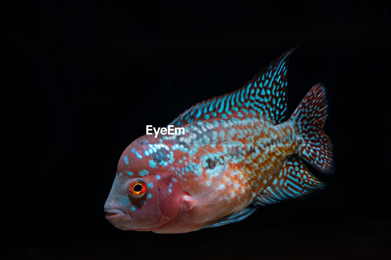 Close-up of fish against black background