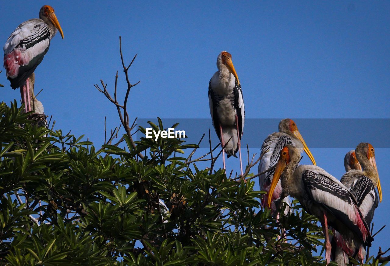 Low angle view of bird perching on tree