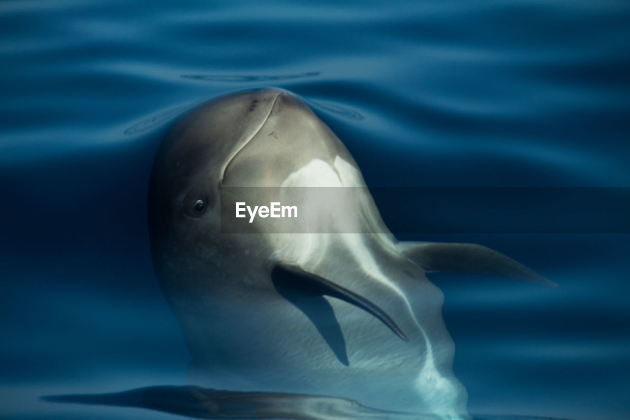Curious smiling baby pilotwhale swimming in the sea at the strait of gibraltar