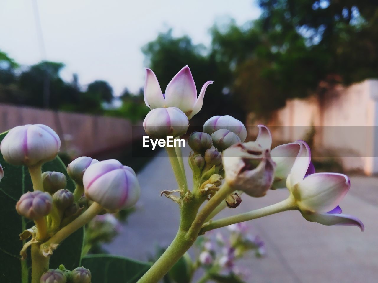 CLOSE-UP OF PINK FLOWER BUDS