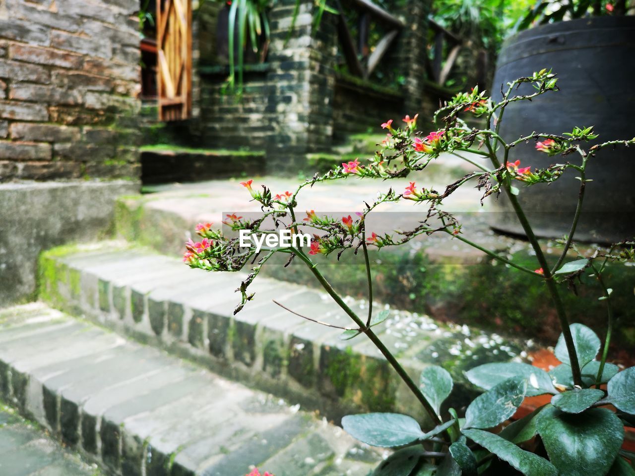 Flowering plants by water