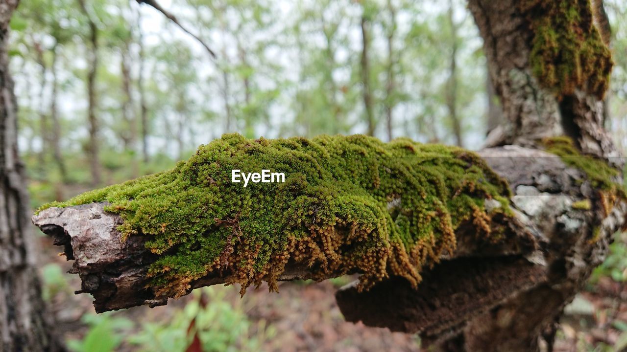 CLOSE-UP OF LICHEN GROWING ON TREE TRUNK