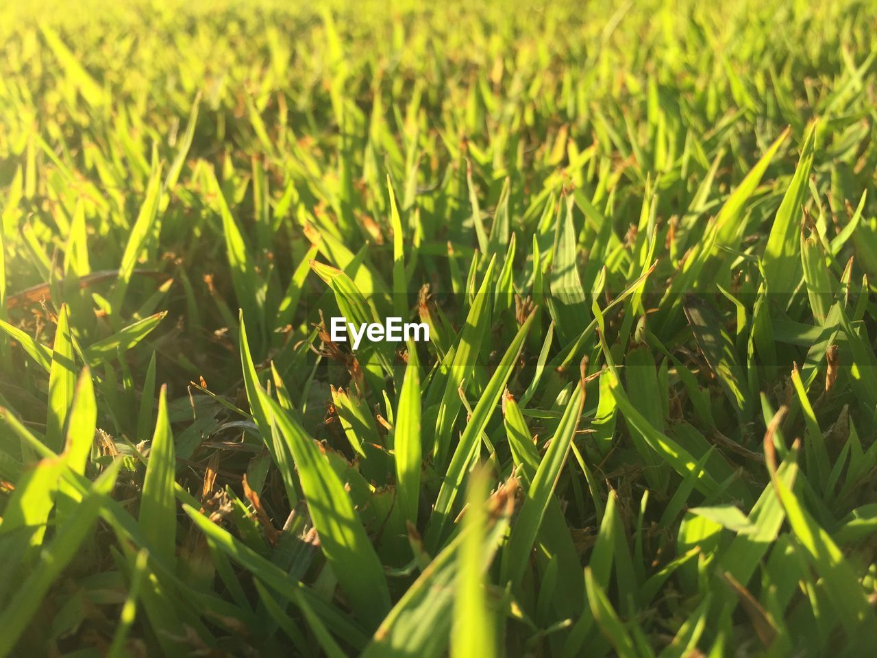 Full frame shot of grassy field