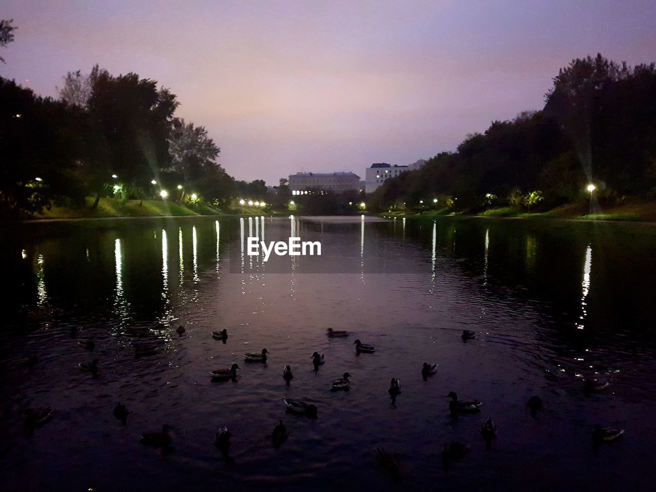 SWANS SWIMMING IN LAKE AT SUNSET