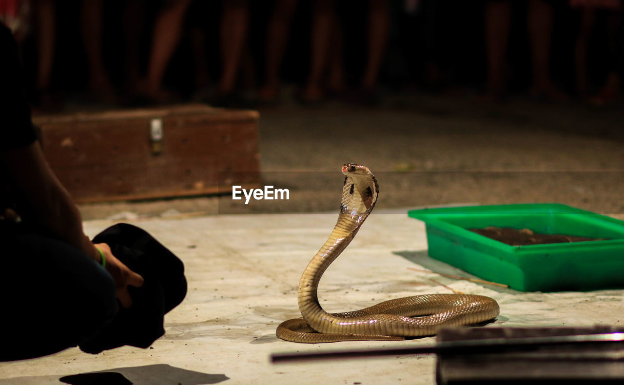 Cropped image of snake charmer crouching by cobra on street
