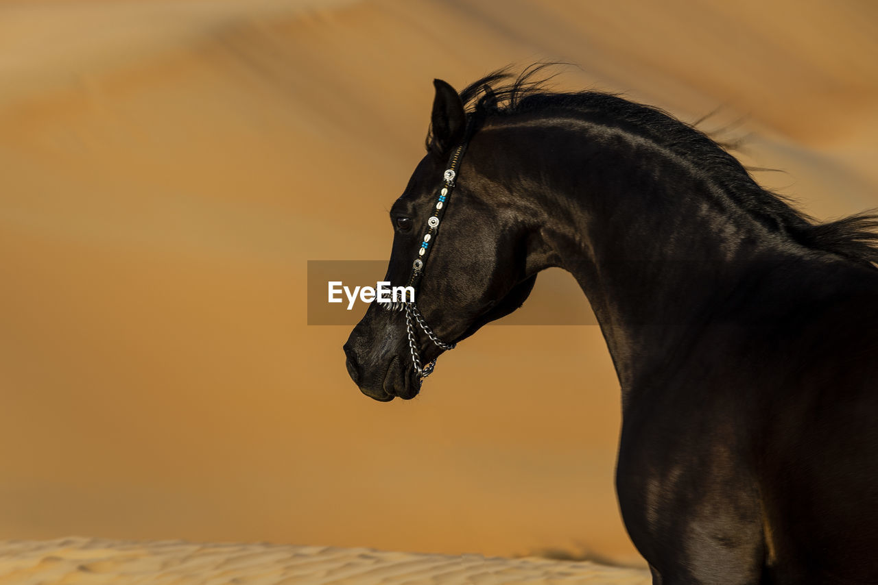 Black horse in desert