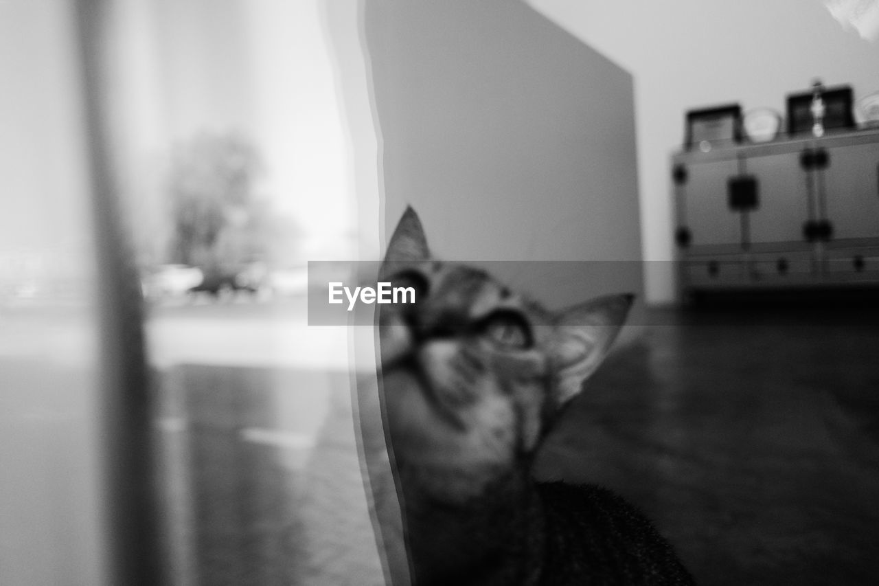 PORTRAIT OF CAT AT HOME