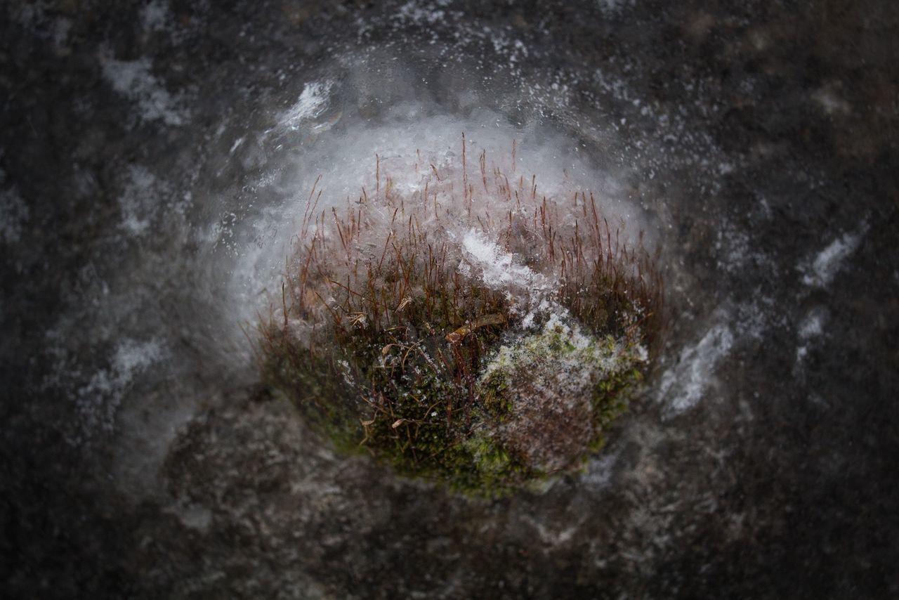Close-up of moss growing on wet rock