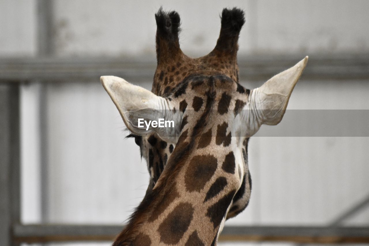 Close-up of a giraffe rear view 