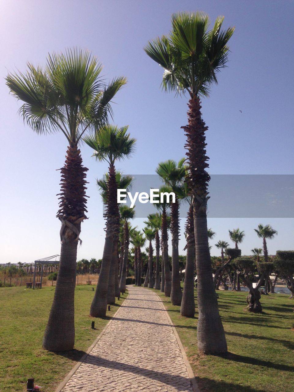 Palm trees on field against sky